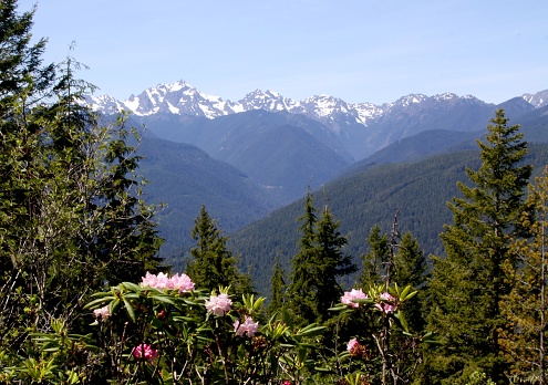 Looking at the Olympic Mountains from Mount Walker with native rhododendrons in the foreground
