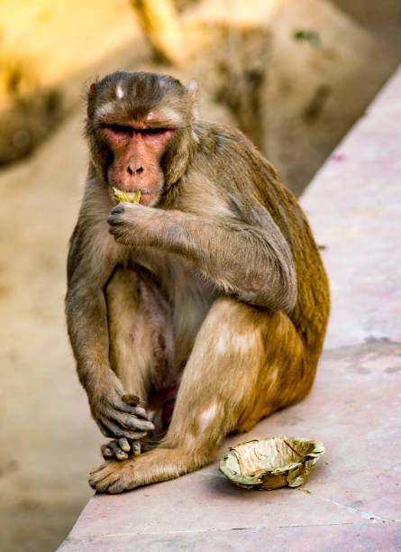 istock Urban monkey sits on wall, eating a pirce of fruit 1277267352