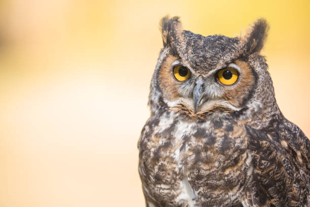 istock Owl sitting on a nearby branch 1277268316