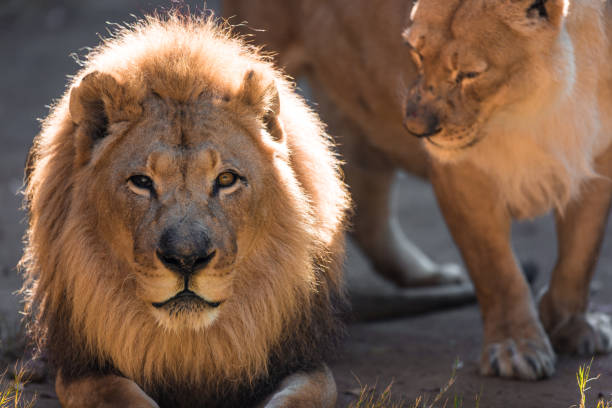 istock King of the jungle lion looking for its prey 1277268337