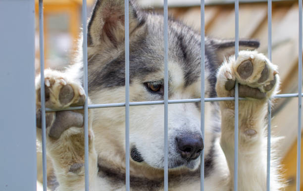 istock Good shepherd Alaskan Malamute. Sad face close-up. 1277268880