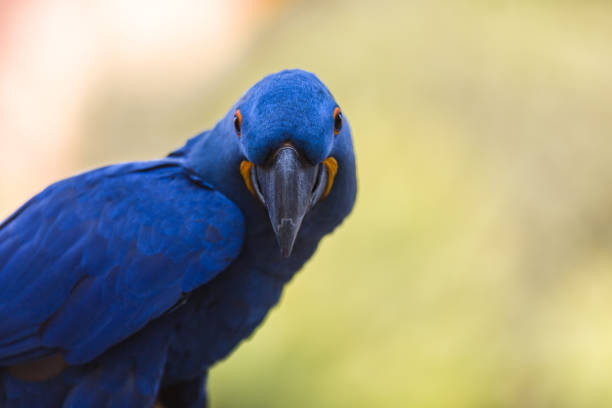 istock Blue Macaw parrot sitting on a branch 1277268956