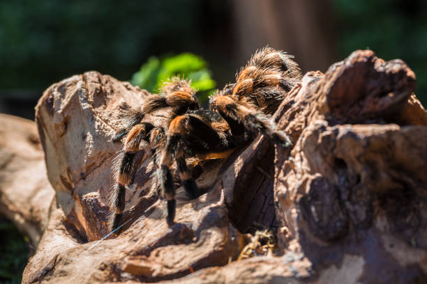 zbliżenie tarantuli na pniu drzewa - worry stones zdjęcia i obrazy z banku zdjęć