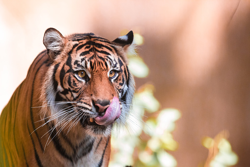 Large male Sumatran tiger looking for a prey looking at camera