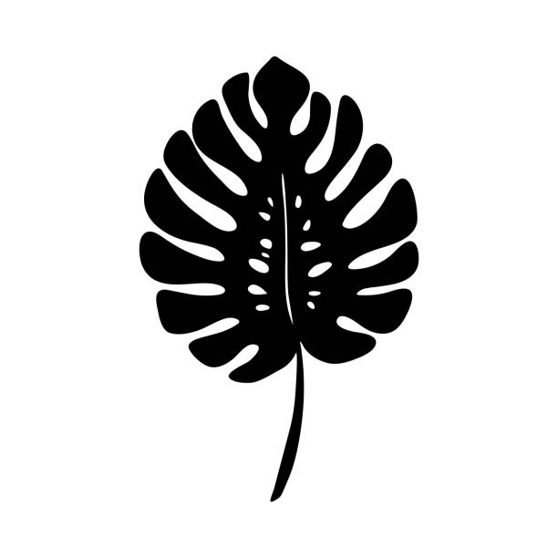 illustrazioni stock, clip art, cartoni animati e icone di tendenza di vettore foglia monstera nero. albero tropicale. contorno botanico minimalista. design piatto della giungla su retrobosco bianco. - backgrownd