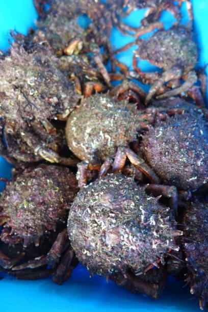istock Spider crabs  Fishing catch  Fish market 1277271316
