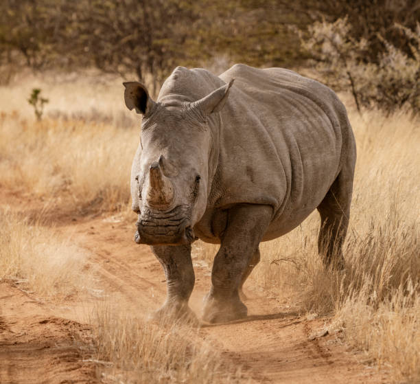 istock Single white rhinoceros stands on a dirt road 1277271435