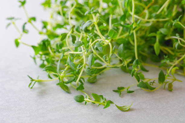 istock Fresh organic green thyme close up 1277272300