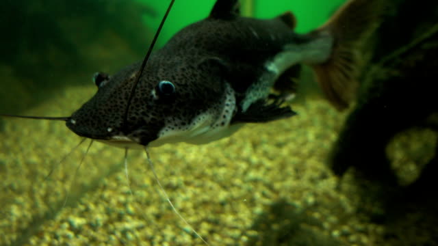 Channel Catfish in the aquarium.