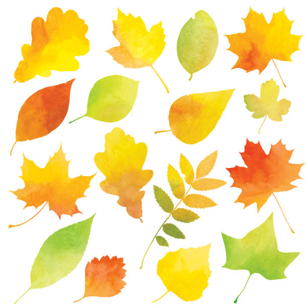 수채화 단풍 - leaf tree maple leaf green stock illustrations