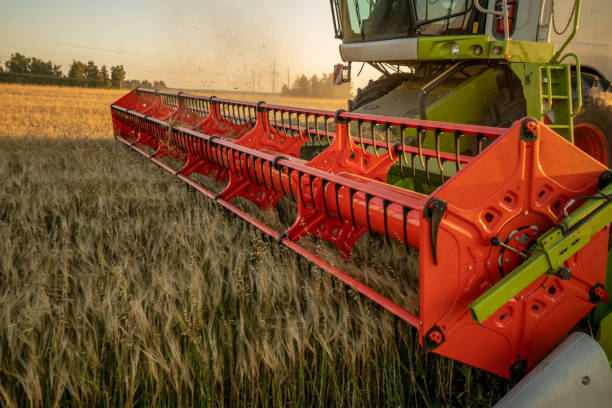 istock grain harvesting, close-up Reaper cuts the spikelets 1277274746