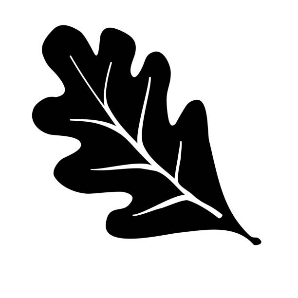 오크 리프 벡터 일러스트 아이콘은 흰색 배경에 블랙 심플한 디자인 실루엣. 블랙 화이트 로고 벡터 일러스트레이션. - oak leaf stock illustrations