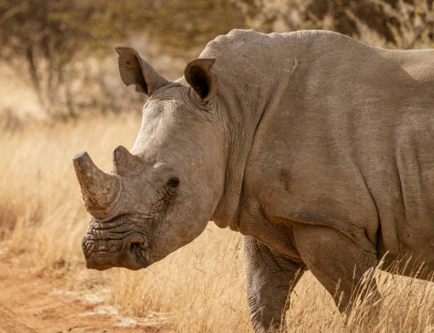 istock Single white rhinoceros stands on a dirt road 1277278573