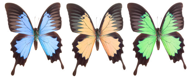 istock Set of colorful butterflies isolated on a white background 1277279401