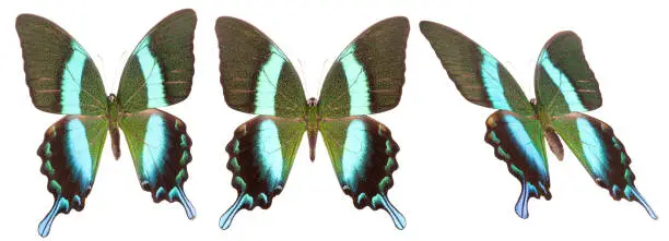 Set of colorful butterflies isolated on a white background.