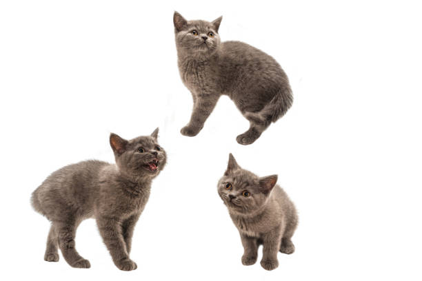 istock British shorthair kitten looking up isolated on white 1277280834