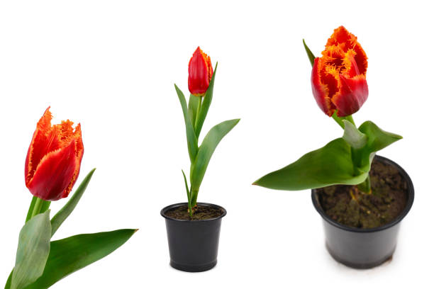 istock Tulip in a pot isolated on white background. 1277280839