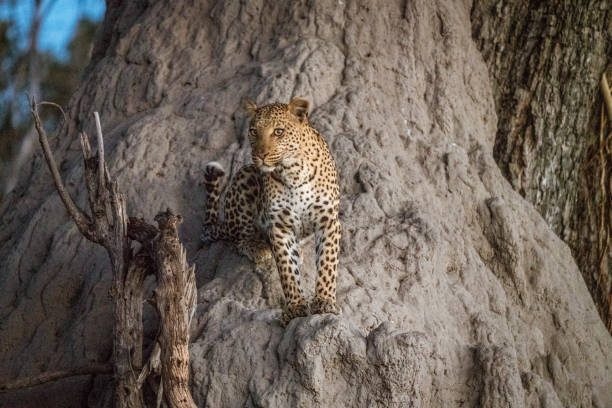 istock A leopard climbs partly up a baobab tree to get a further view while looking for prey 1277281180