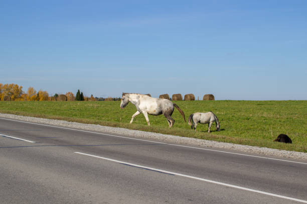 istock Horses and mares graze along a busy road. 1277281280