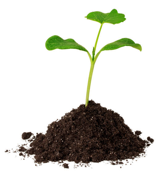 istock Green sprout in the dirt isolated on white 1277282107