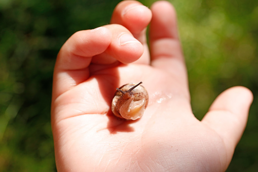 Close-up of a snail on a child's palm