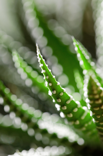 A DSLR photo of a beautiful succulent plant (Haworthia Attenuata) with defocused background.