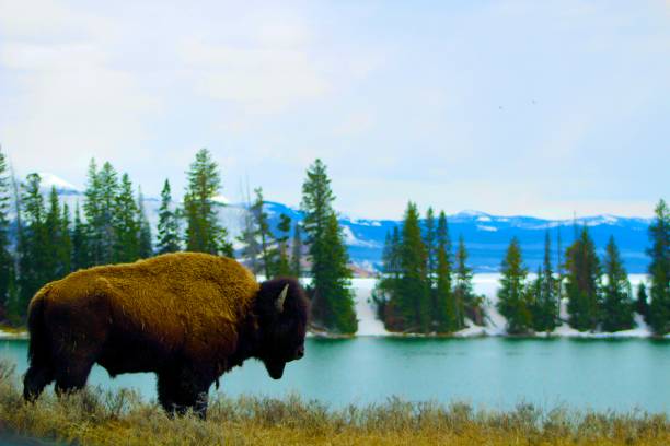 Bison Revised One of many Bison calling Yellowstone National Park Home revised stock pictures, royalty-free photos & images