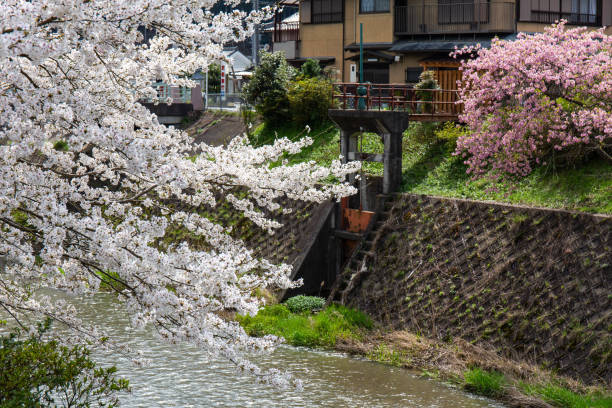 istock Cherry blossoms in a rural stream 1277282440