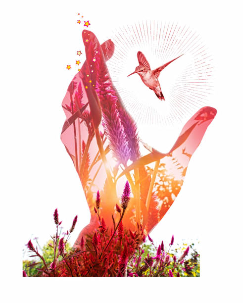 Ruby-Throated Hummingbird in garden with hand