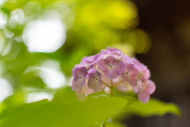 istock Beautiful green leaves with hydrangea flowers and fresh greenery 1277284131