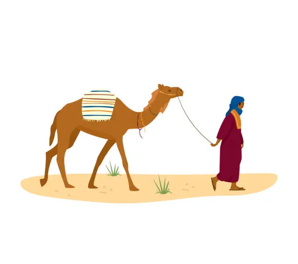 Vector illustration of Bedouin leads his camel