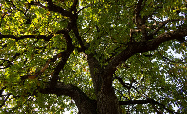 istock Sprawling branches of an ancient huge oak against the sky 1277284552