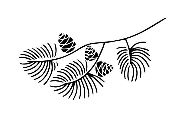 흰색 배경에 분리 된 콘과 전나무 나무 가지의 손으로 그린 낙서. 수선화 스케치. - pine branch pine tree pine cone stock illustrations