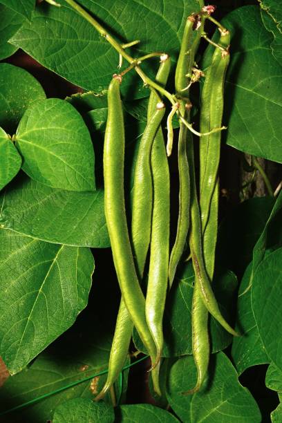 160+ Climbing French Beans Stock Photos, Pictures & Royalty-Free Images ...