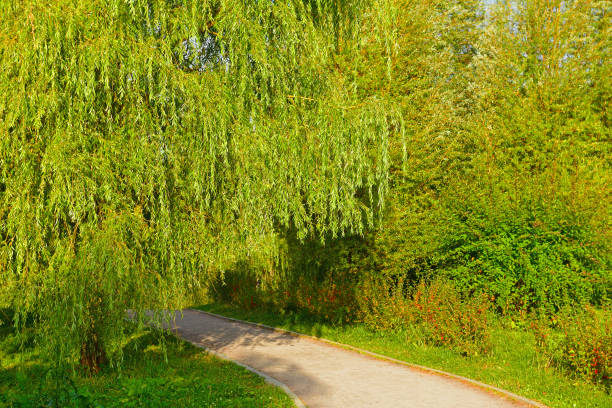 istock Overgrown path in Moscow Landscape Park. Russia 1277288952