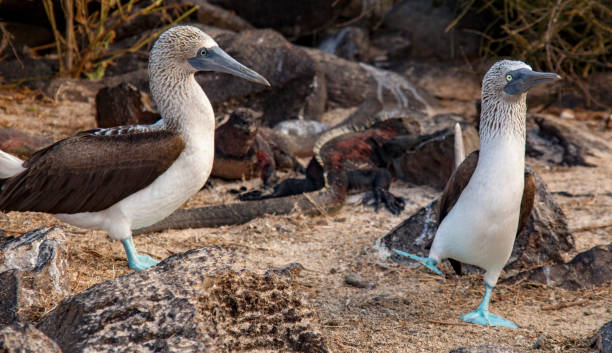 istock male blue footed booby dances 1277289084
