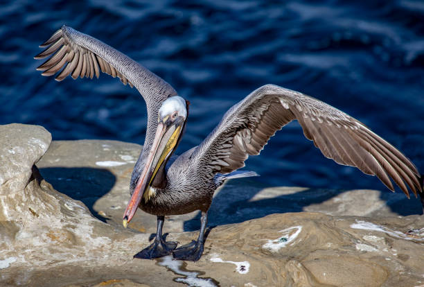 istock Brown Pelican with Wings Spread 1277289644