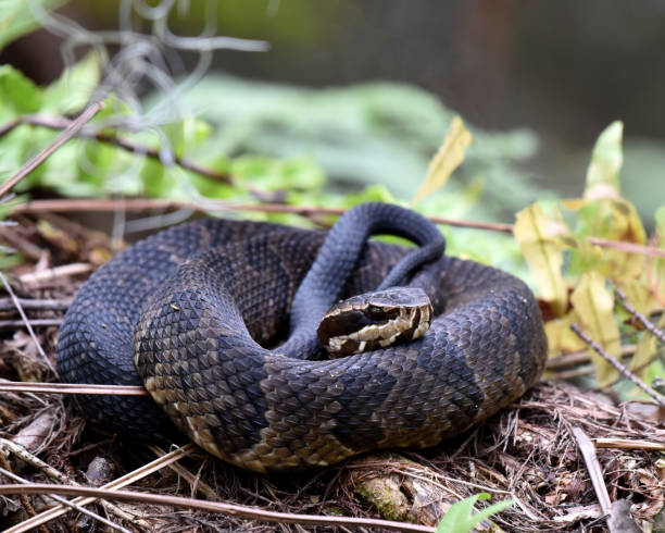 water moccasin resting on forest floor - water snake imagens e fotografias de stock