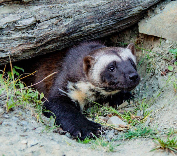 росомаха выходит из берроу - wolverine endangered species wildlife animal стоковые фото и изображения