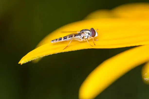 Female long hoverfly (Sphaerophoria scripta) is resting on Rudbeckia fulgida - Orange Cone Flower