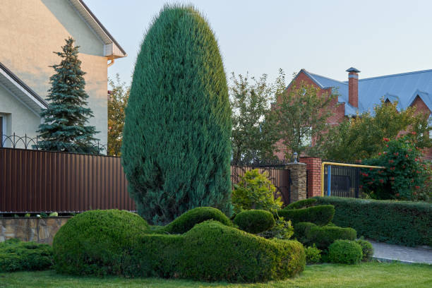 istock High rocky juniper trimmed in an oval shape next to the house 1277291907