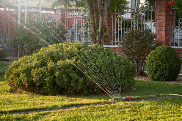 istock Automatic sprayer watering conifers in the home garden 1277293216