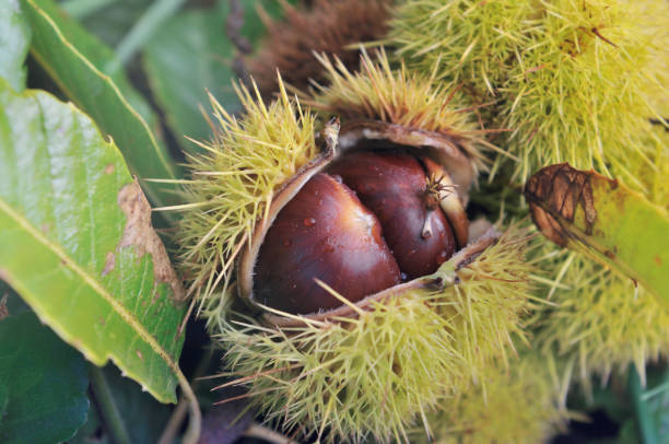 istock close on a  fresh chestnuts in its husk  covered with drops 1277293600