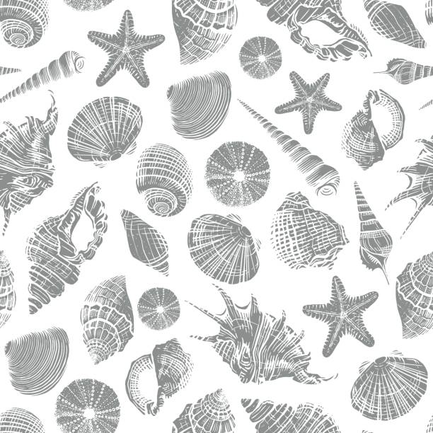 40+ Shellpattern Stock Photos, Pictures & Royalty-Free Images - iStock
