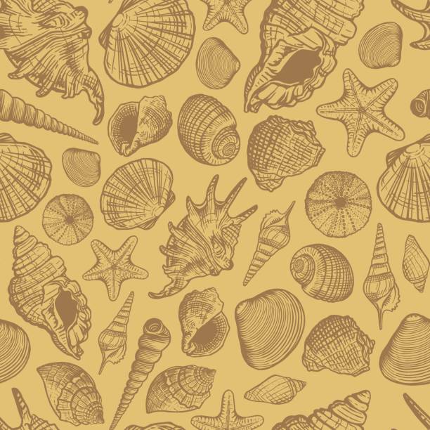 40+ Shellpattern Stock Photos, Pictures & Royalty-Free Images - iStock