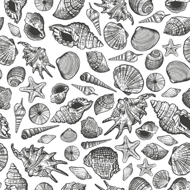 Le Shell Patterns 40+ Shellpattern Stock Photos, Pictures & Royalty-Free Images - iStock