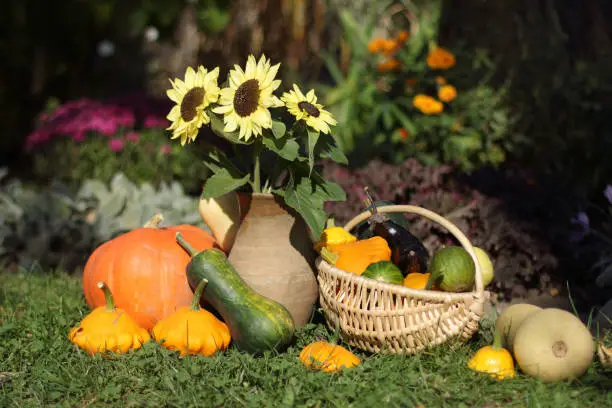 flowers of sunflowers with pumpkin, zucchini and eggplant on the grass in the garden