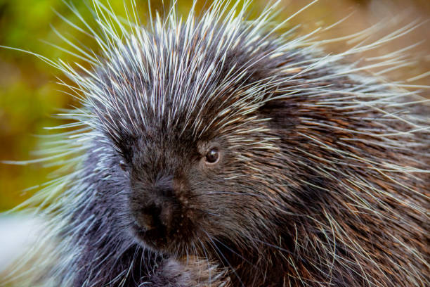istock Porcupine Close up 1277296350
