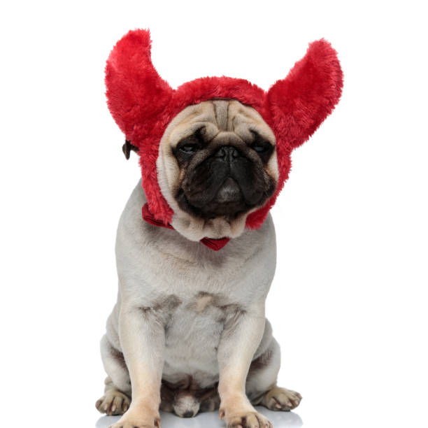 istock Tired Pug puppy wearing headband with fluffy devil horns 1277296784