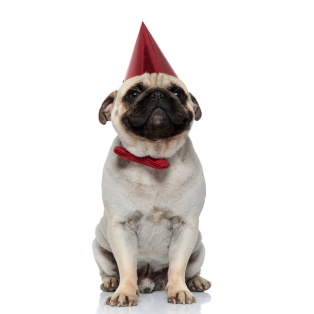 istock Cheerful Pug puppy wearing party hat and bowtie, smiling 1277296793